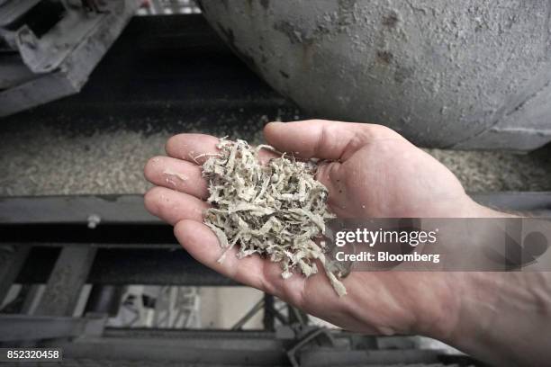 An employee displays a handful of sugar beet husk shards during processing at the ED&F Man Ltd. Refinery in Nikolaev, Ukraine, on Friday, Sept. 22,...