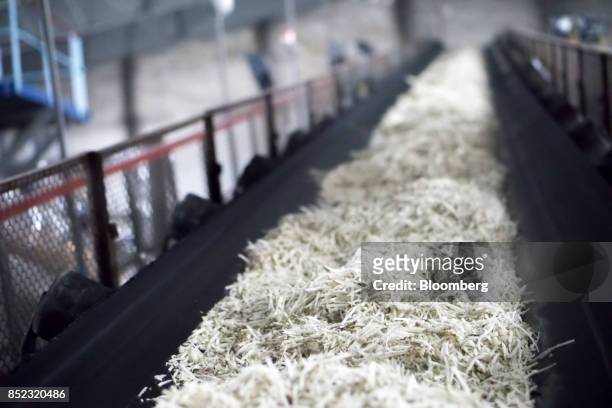 Sugar beet husks move along the production line at the ED&F Man Ltd. Refinery in Nikolaev, Ukraine, on Friday, Sept. 22, 2017. More sugar is coming...