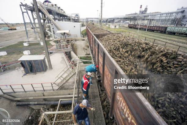 Workers unload wagons full of freshly harvested sugar beets at the ED&F Man Ltd. Refinery in Nikolaev, Ukraine, on Friday, Sept. 22, 2017. More...