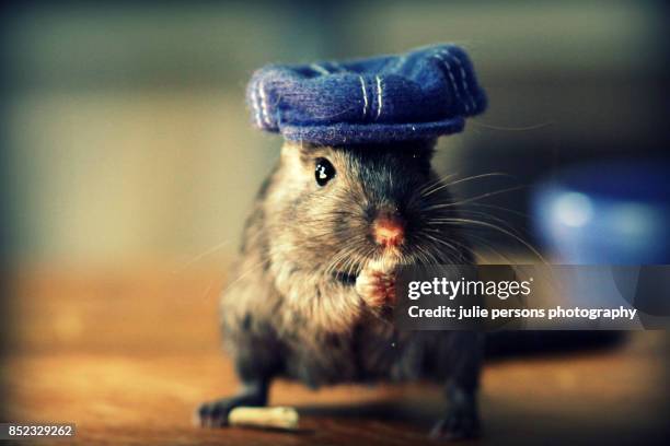 gerbil wearing a hat - gerbil stock pictures, royalty-free photos & images