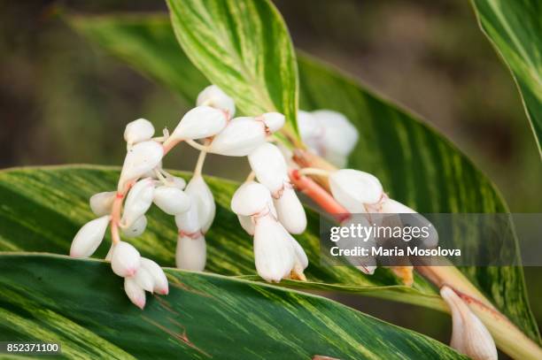 variegated ginger flowers and buds - alpinia zerumbet stock pictures, royalty-free photos & images