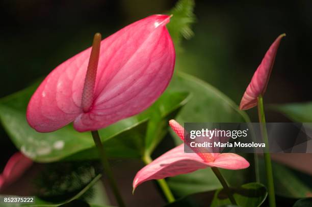 pink flowesr of anthurium andreanum - flamingoblume stock-fotos und bilder