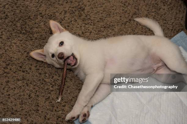 white shiba inu puppy with chew toy - dog bone stock pictures, royalty-free photos & images