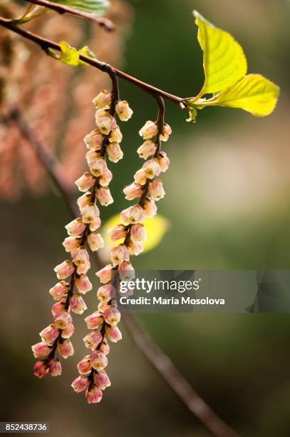 stachyutus praecox 'rubiflora' - raceme stock pictures, royalty-free photos & images