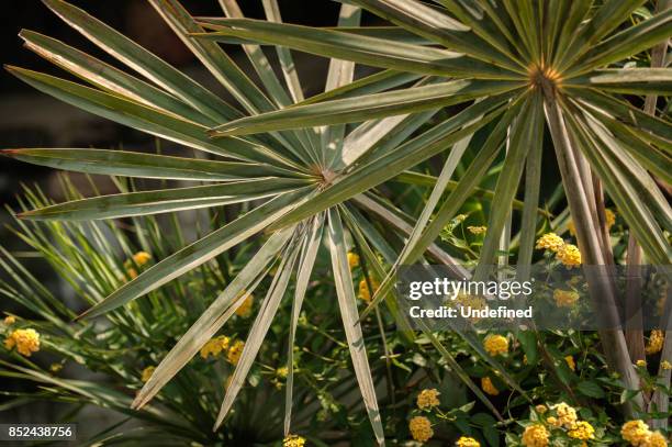 saw palmetto tree leaves - saw palmetto stock pictures, royalty-free photos & images