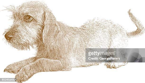 stockillustraties, clipart, cartoons en iconen met puppy te wachten om te worden vastgesteld. terriër teckel gemengd-rashond. - mixed breed dog