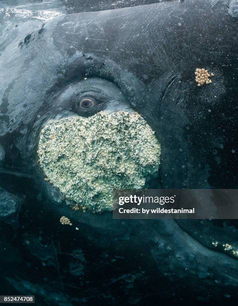 Close up view of the eye of a southern right whale resting on it's back at the water's surface, Puerto Piramides, Argentina.