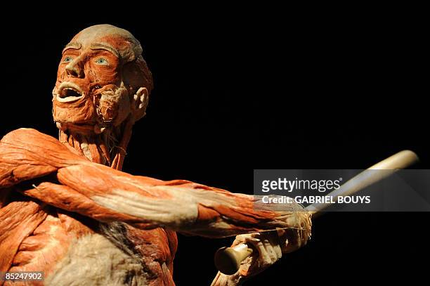 View of the Base-ball player on March 4, 2009 at the "Body Worlds", the anatomical exhibition of real human bodies by German Gunther von Hagens to be...