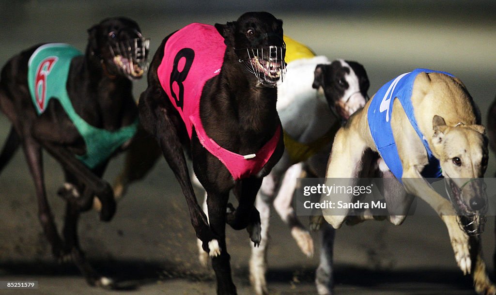 2009 Greyhound Auckland Cup