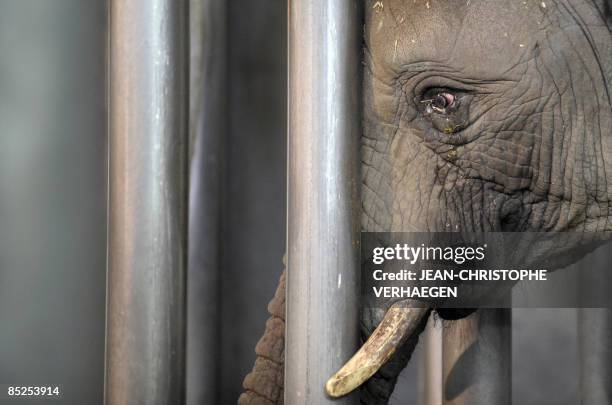 View taken on March 5, 2009 shows a 16-year-old elephant named Gonie upon its arrival to the Amneville zoo, in Amneville, eastern France. Gonie was...