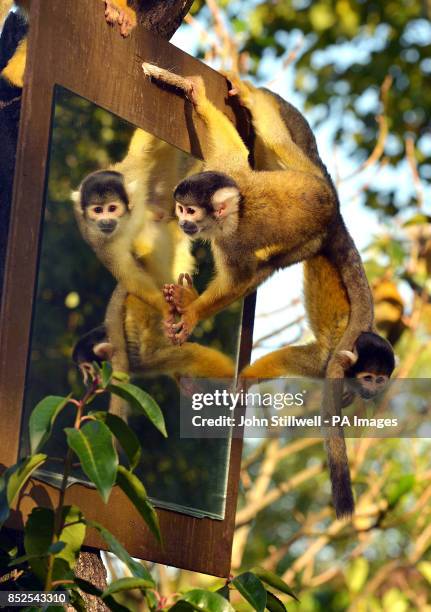 Pair of Bolivian Squirrel Monkey girls check out there appearance and looks, before the arrival of Eubie a male to keep them company in the Monkey...