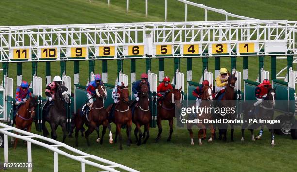 Starting Post Racetrack 568 Horse Race Starting Stalls Stock Photos, High-Res Pictures, and ...