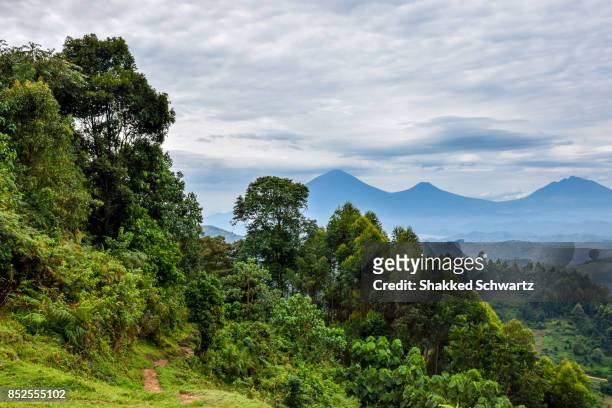 looking over bwindi impenetrable forest - uganda stock pictures, royalty-free photos & images