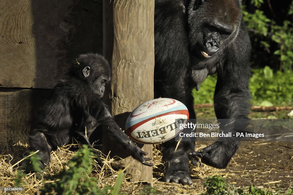 Gorillas with rugby balls
