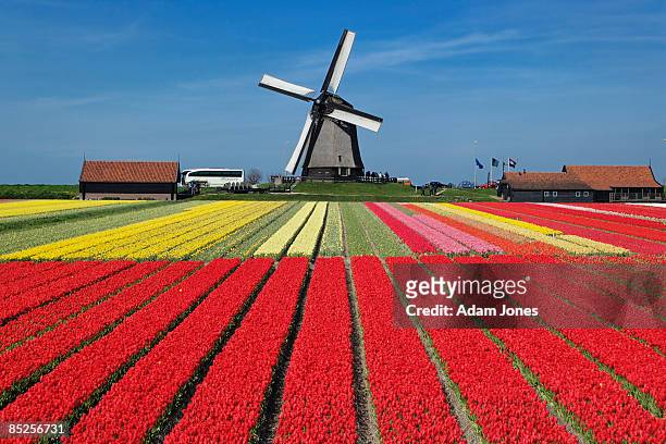 netherlands - netherlands stock pictures, royalty-free photos & images