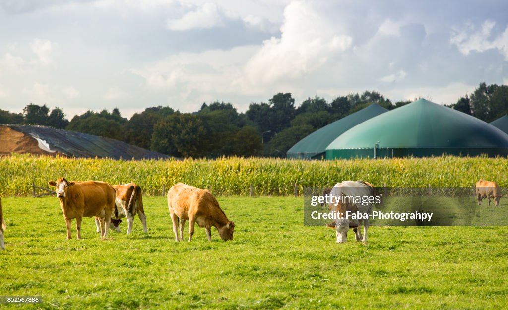 Biogas Plant