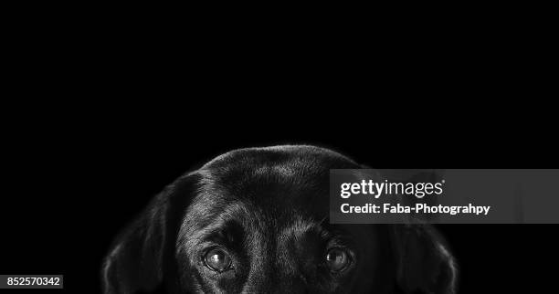 black dog on black background - dog black background stock pictures, royalty-free photos & images