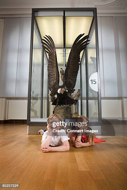 children with stuffed eagle in a museum - stuffed eagle stock pictures, royalty-free photos & images