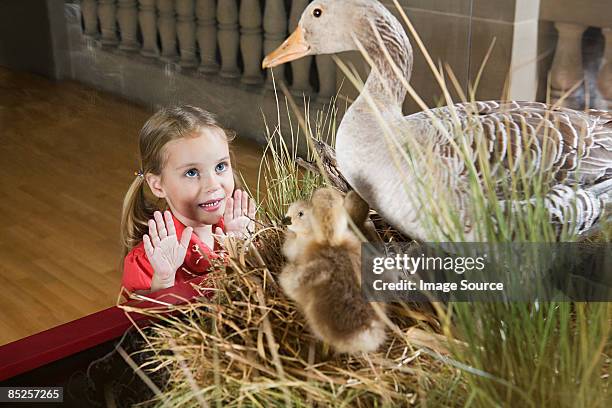 girl looking at stuffed ducks in a museum - girl museum stockfoto's en -beelden