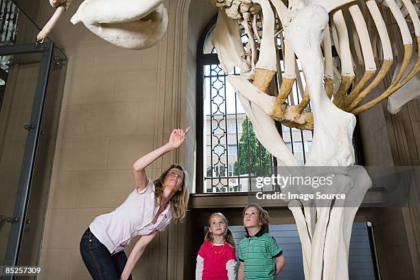 mother and children looking at an elephant skeleton - animal skeleton - fotografias e filmes do acervo