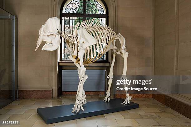 elephant skeleton in a museum - 動物の骸骨 ストックフォトと画像
