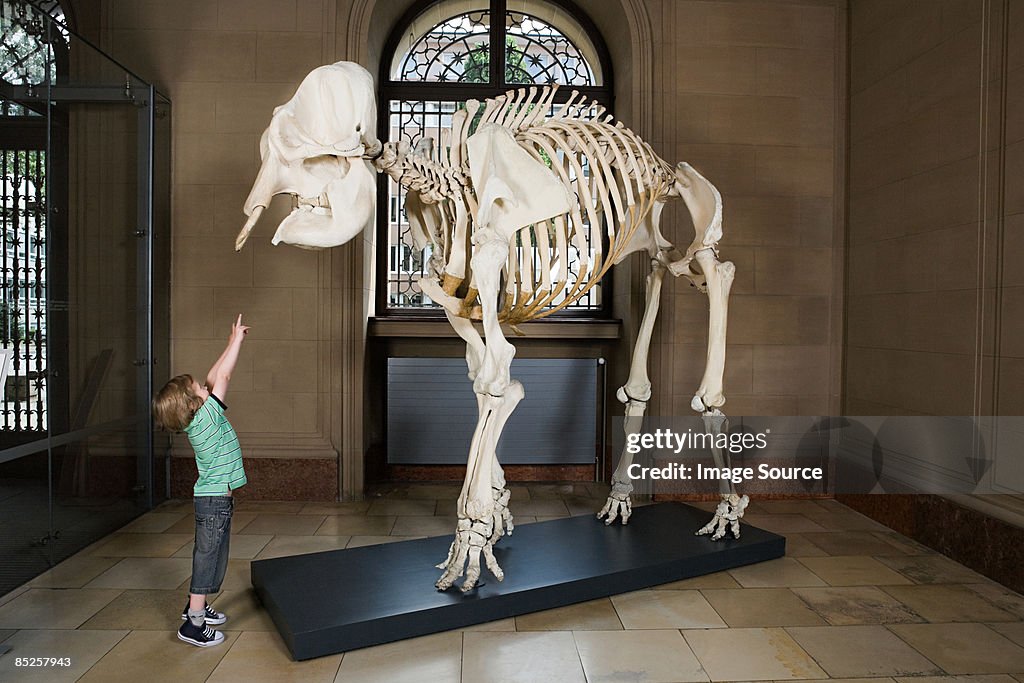 Boy looking at an elephant skeleton