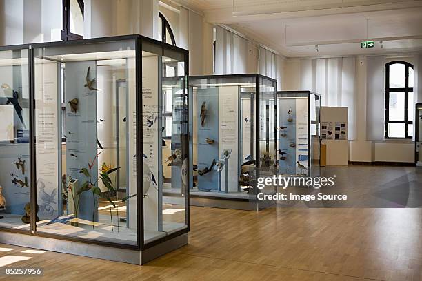 stuffed birds in a museum - museum exhibit stock pictures, royalty-free photos & images