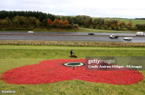 Dog walker Joe Campbell, from Bathgate, with Paddy the Red Setter walking across the Bathgate Pyramids, West Lothian, which are currently painted...