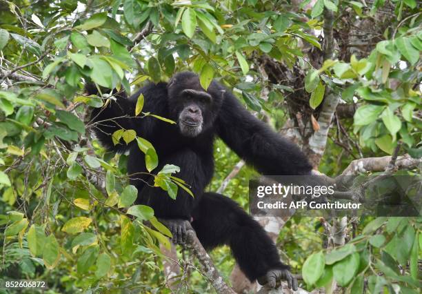 Ponso, the only surviving chimpanzee of a colony of 20 apes, sits in a tree on the island of Chimpanzee Island near the town of Grand Lahou, Ivory...