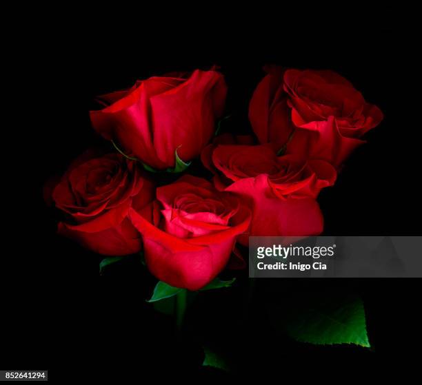 1,314 Red Rose Black Background Photos and Premium High Res Pictures -  Getty Images