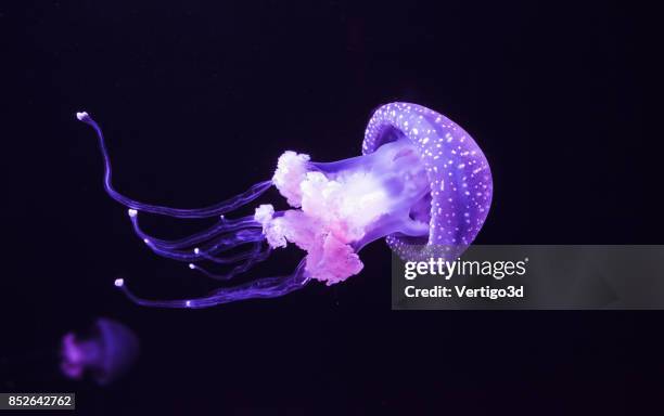 jelly fish - deep ocean stock pictures, royalty-free photos & images