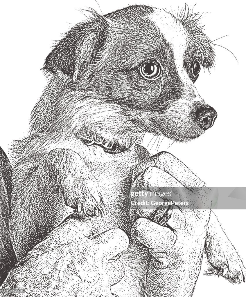 Cute Puppy held by a senior woman, Papillon