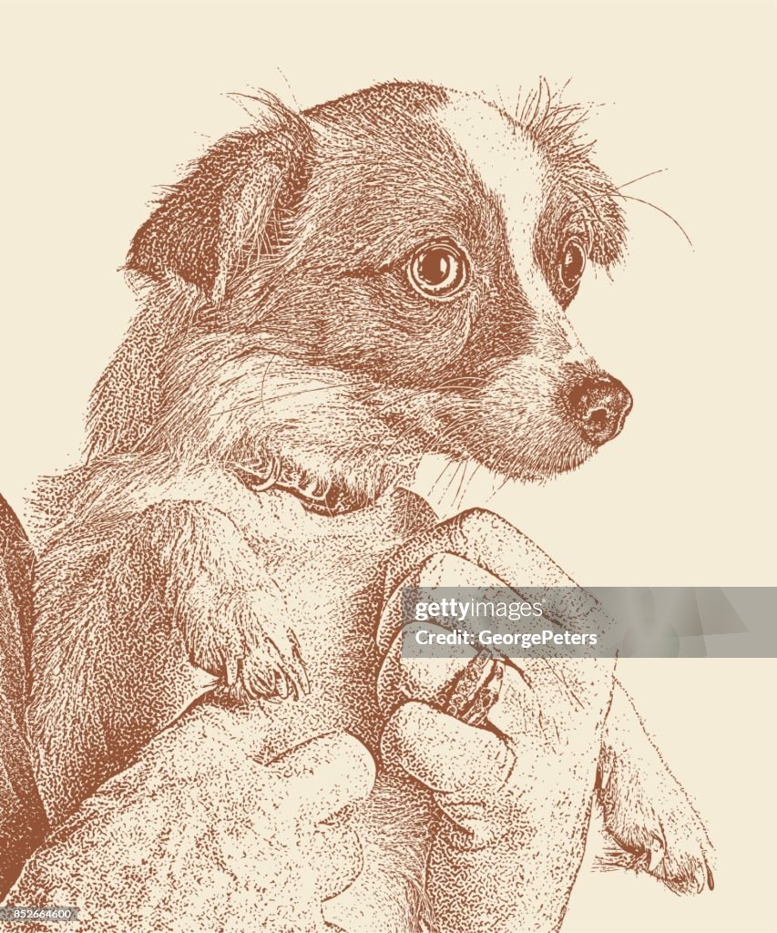 Cute Puppy held by a senior woman, Papillon