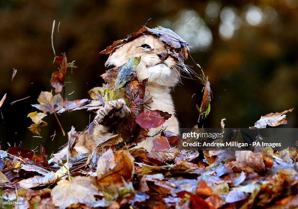 Lion cub plays in autumn leaves