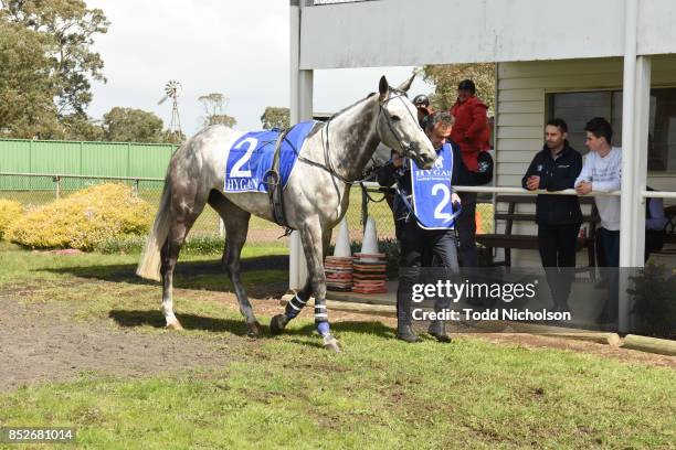 Don't Be Shy parades before the TAC Adam Lindsay Gordon Hurdle at Coleraine Racecourse on September 24, 2017 in Coleraine, Australia.