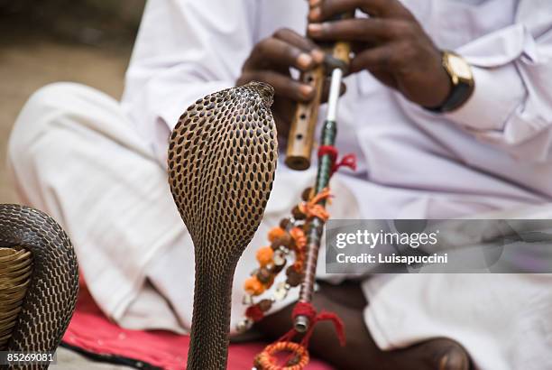 snake - snake charmer stock pictures, royalty-free photos & images