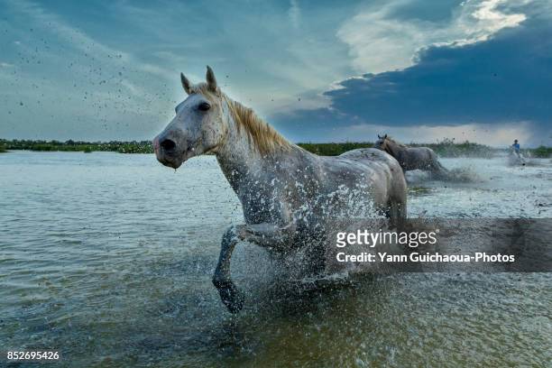 wild white camargue horses running throught water - watershed 2017 bildbanksfoton och bilder