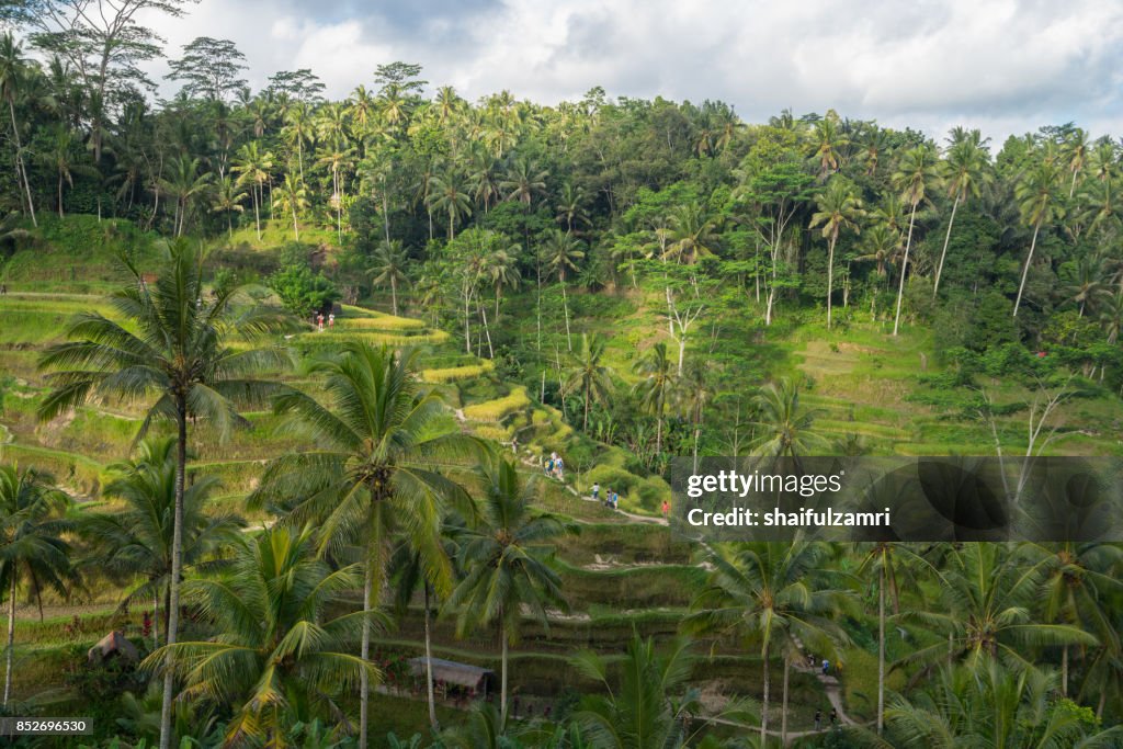 Near the cultural village of Ubud is an area known as Tegallalang that boasts the most dramatic terraced rice fields in all of Bali in Indonesia.