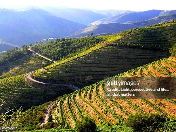 road on rice terraces - minho portugal stockfoto's en -beelden
