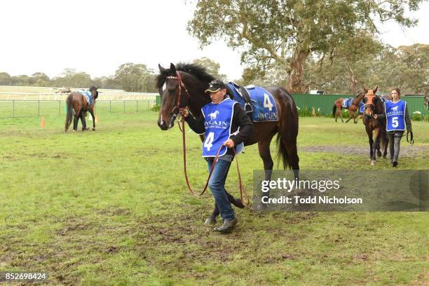 Smart Talk parades before the Zero3 Communications Maiden Plate at Coleraine Racecourse on September 24, 2017 in Coleraine, Australia.