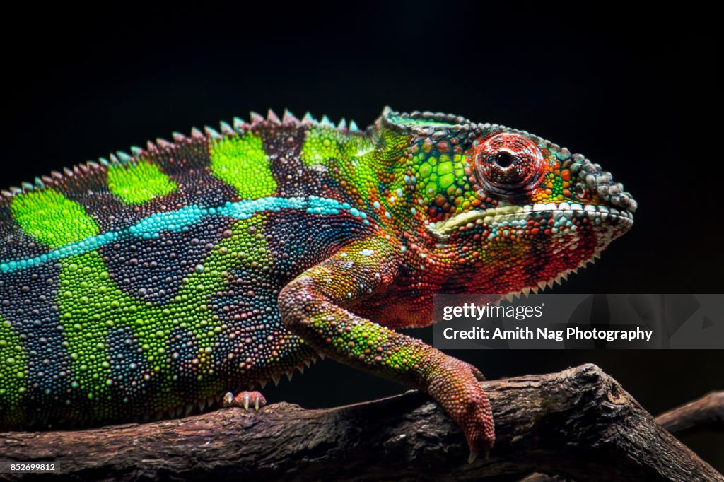 A young panther chameleon