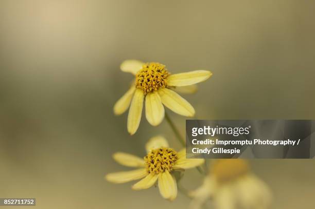 coreopsis citrine in detail - garden coreopsis flowers stock pictures, royalty-free photos & images