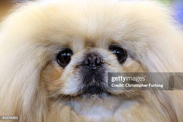 Pekingese waits for judging on day two of the annual Crufts dog show at the National Exhibition Centre on March 6, 2009 in Birmingham, England....