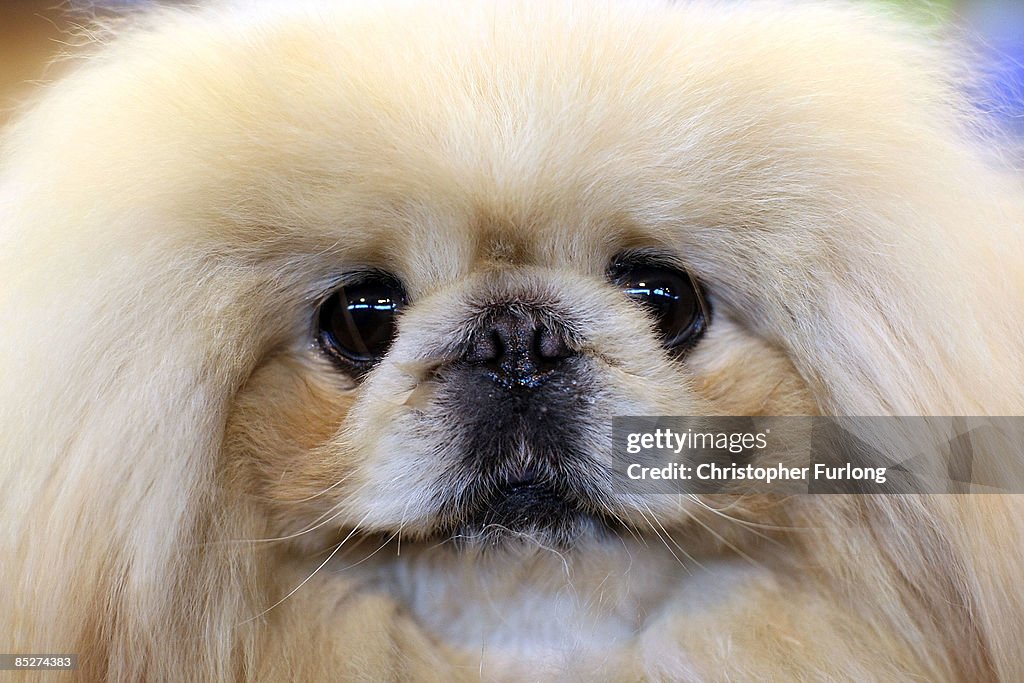 Dogs And Owners Gather For 2009 Crufts Dog Show