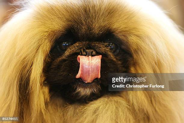Pekingese waits for judging on day two of the annual Crufts dog show at the National Exhibition Centre on March 6, 2009 in Birmingham, England....