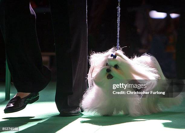 Maltese parades before the judges on day two of the annual Crufts dog show at the National Exhibition Centre on March 6, 2009 in Birmingham, England....