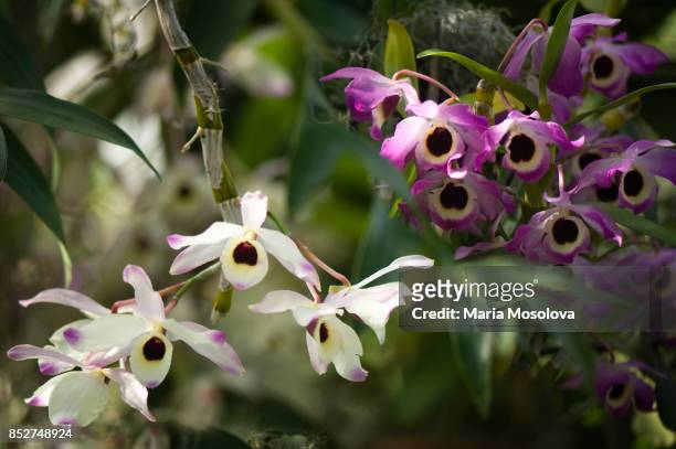 white and pink dendrobium orchids in bloom - dendrobium orchid stock pictures, royalty-free photos & images