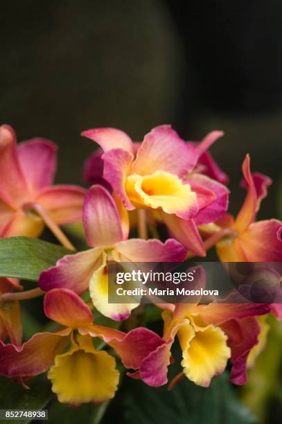 dendrobium oriental smile 'fantasy' - dendrobium orchid stock pictures, royalty-free photos & images