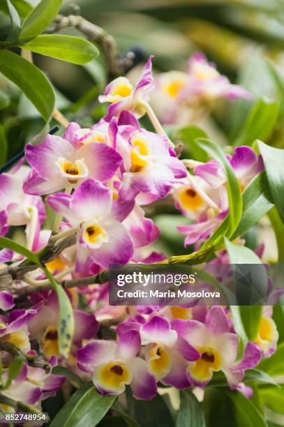 dendrobium line dance 'minuet' in full bloom - dendrobium orchid stock pictures, royalty-free photos & images