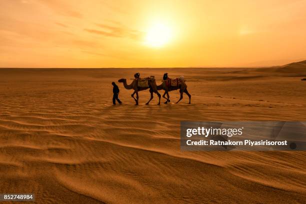 camel caravan in sand dune - kuwait landscape stock pictures, royalty-free photos & images